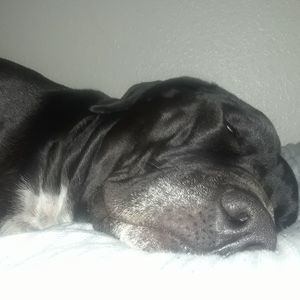 Meet your Posher, Torrey